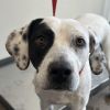 Marcie - PAWS photo 6