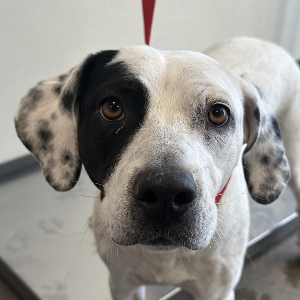 Marcie - PAWS, an adoptable Mixed Breed in Las Cruces, NM, 88001 | Photo Image 6