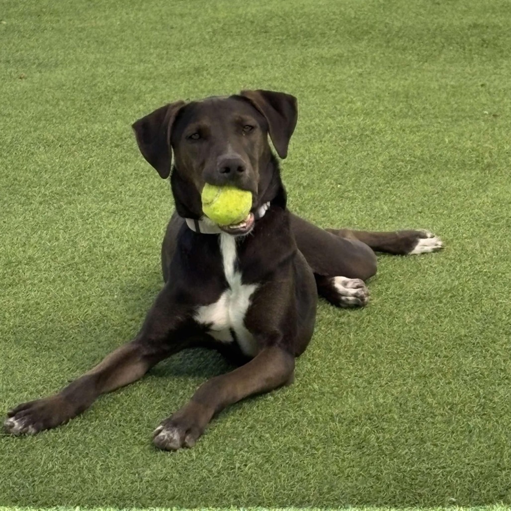 Franklin - PAWS