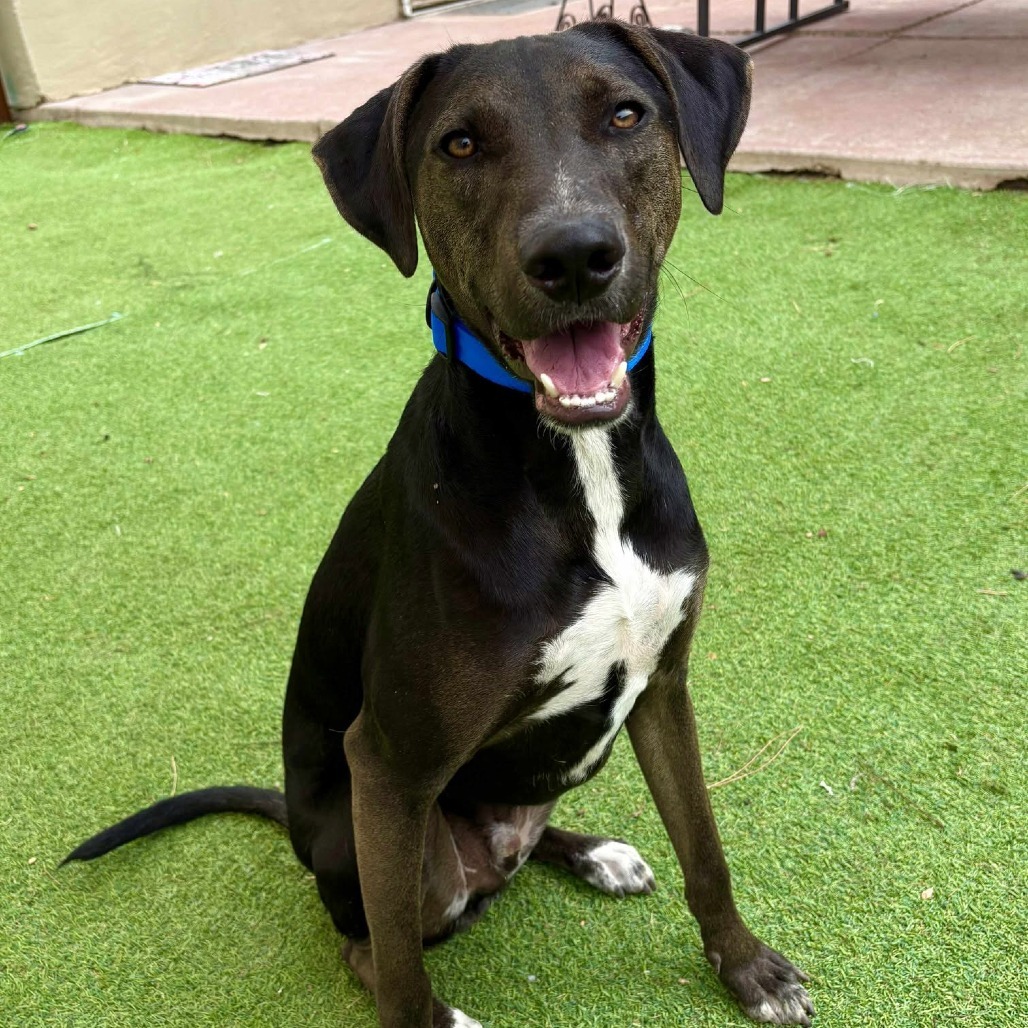 Franklin - PAWS, an adoptable Mixed Breed in Las Cruces, NM, 88001 | Photo Image 1