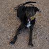 Franklin - PAWS photo 2