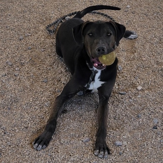 Franklin - PAWS, an adoptable Mixed Breed in Las Cruces, NM, 88001 | Photo Image 2