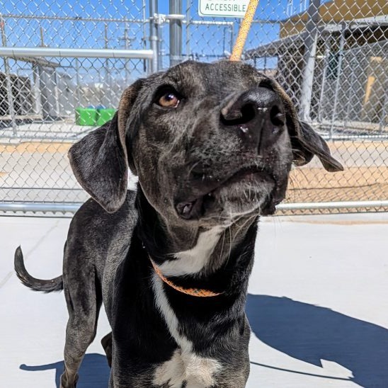 Franklin - PAWS, an adoptable Mixed Breed in Las Cruces, NM, 88001 | Photo Image 3