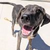Franklin - PAWS photo 4