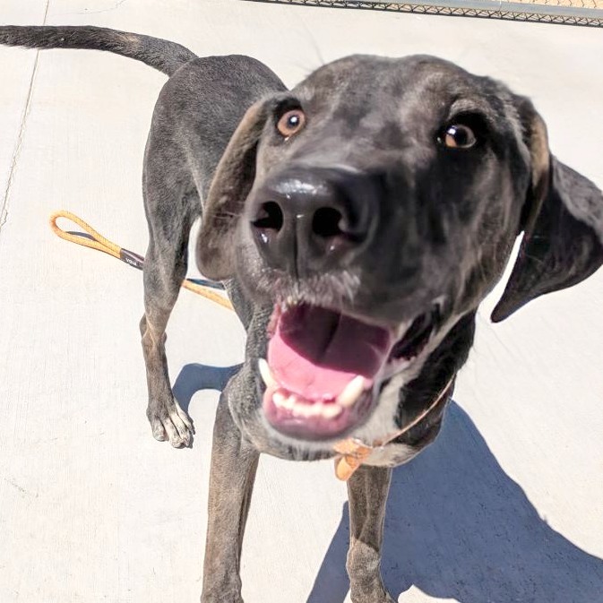 Franklin - PAWS, an adoptable Mixed Breed in Las Cruces, NM, 88001 | Photo Image 4