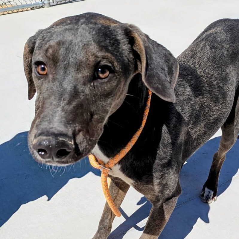 Franklin - PAWS, an adoptable Mixed Breed in Las Cruces, NM, 88001 | Photo Image 5