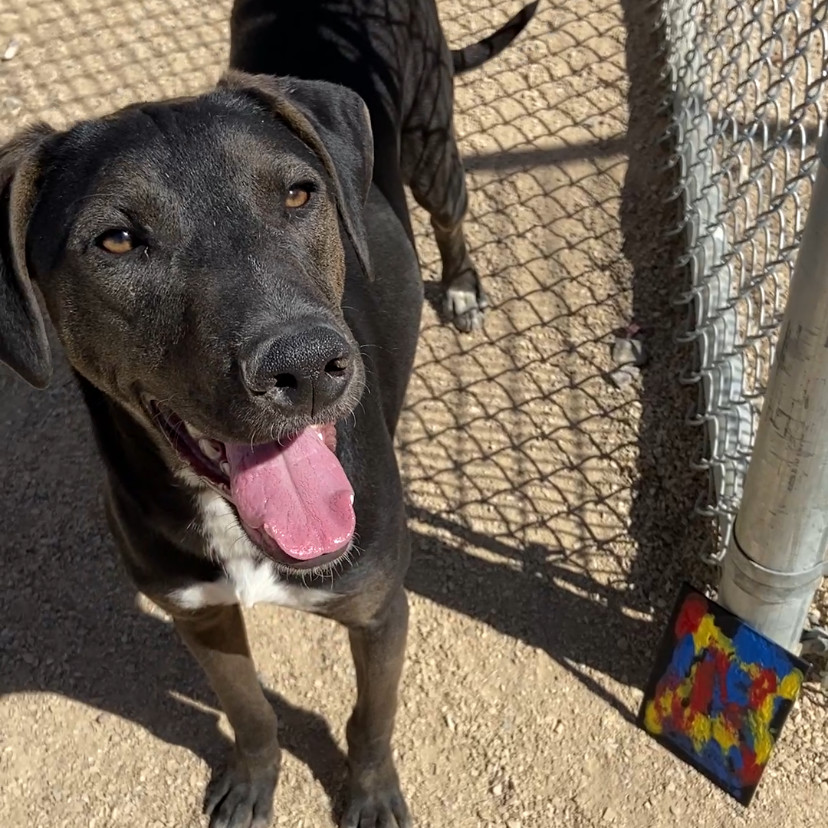 Franklin - PAWS, an adoptable Mixed Breed in Las Cruces, NM, 88001 | Photo Image 6