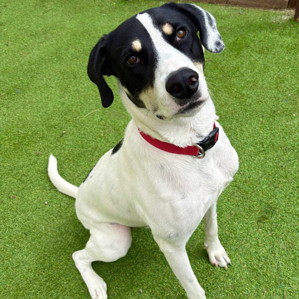 Linus - PAWS, an adoptable Mixed Breed in Las Cruces, NM, 88001 | Photo Image 1
