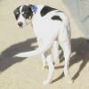 Linus - PAWS photo 2