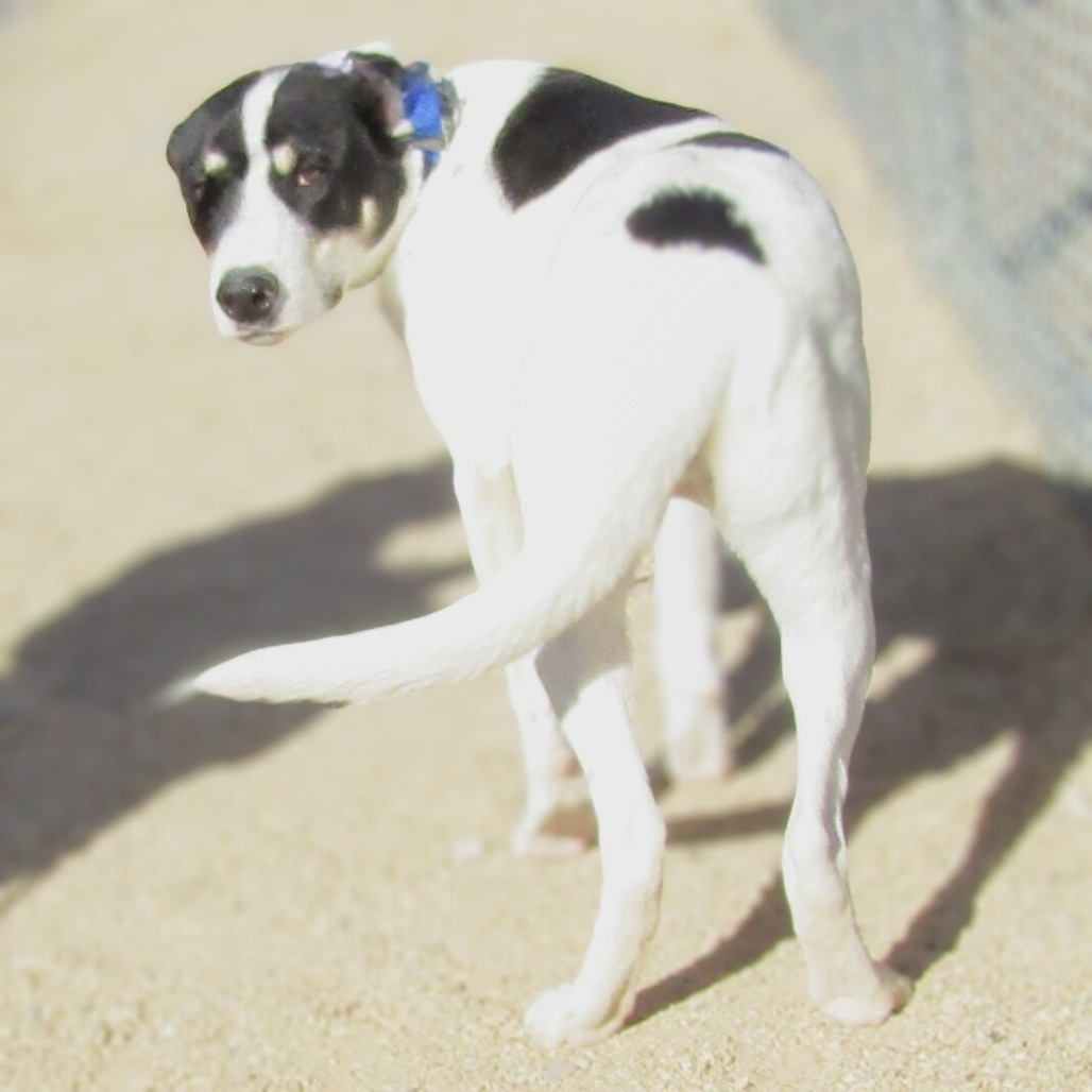 Linus - PAWS, an adoptable Mixed Breed in Las Cruces, NM, 88001 | Photo Image 2