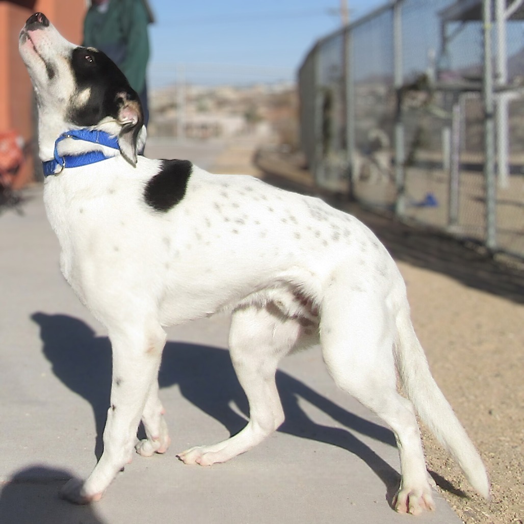 Linus - PAWS, an adoptable Mixed Breed in Las Cruces, NM, 88001 | Photo Image 3