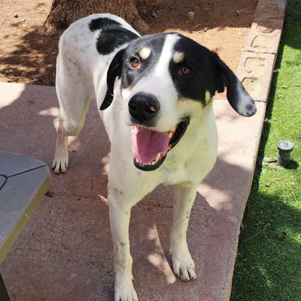 Linus - PAWS, an adoptable Mixed Breed in Las Cruces, NM, 88001 | Photo Image 4