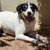 Linus - PAWS photo 5