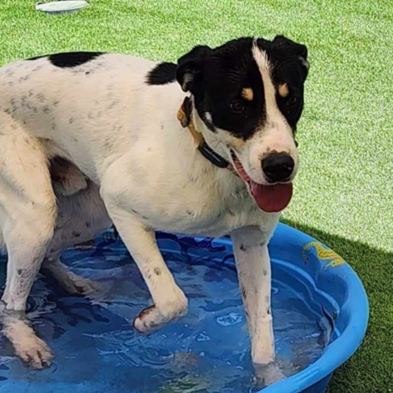 Linus - PAWS, an adoptable Mixed Breed in Las Cruces, NM, 88001 | Photo Image 5