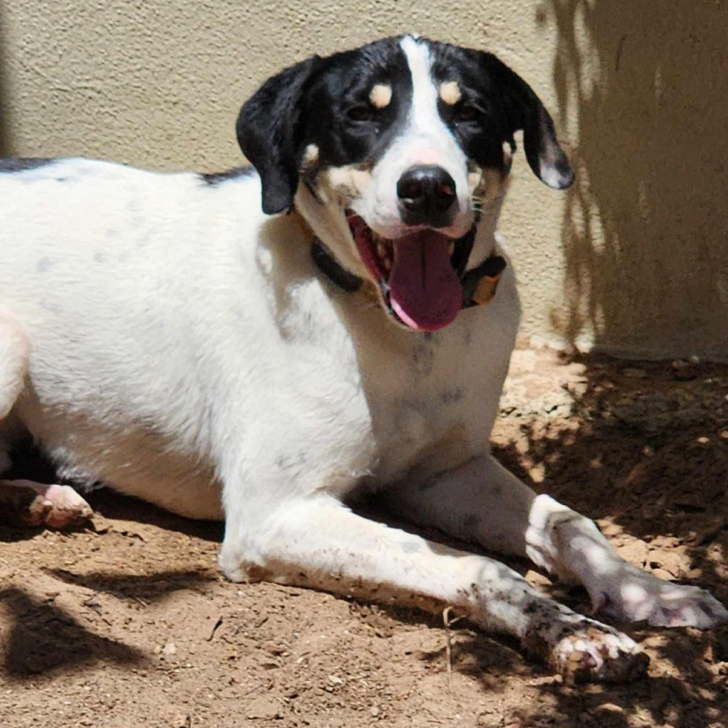 Linus - PAWS, an adoptable Mixed Breed in Las Cruces, NM, 88001 | Photo Image 6
