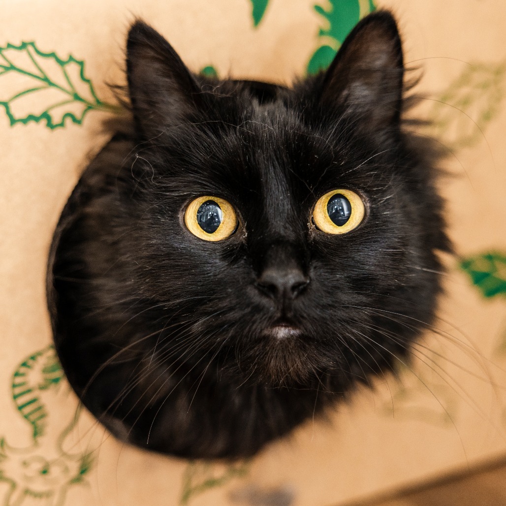 Fluff Ball, an adoptable Domestic Medium Hair in Incline Village, NV, 89451 | Photo Image 1