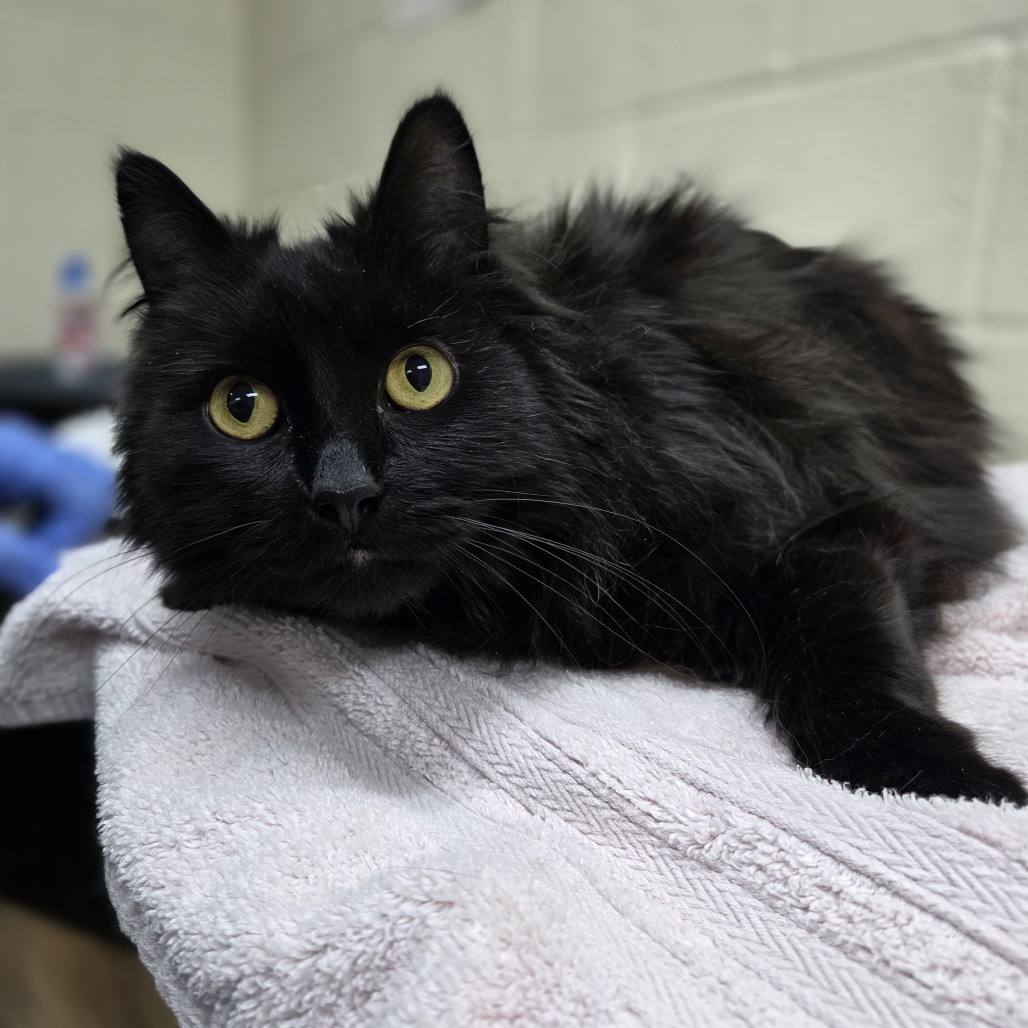 Fluff Ball, an adoptable Domestic Medium Hair in Incline Village, NV, 89451 | Photo Image 2