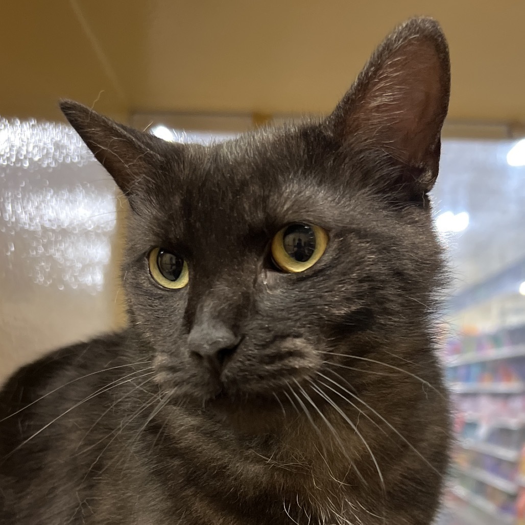 Onyx, an adoptable Domestic Short Hair in Bismarck, ND, 58507 | Photo Image 1