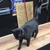 Onyx