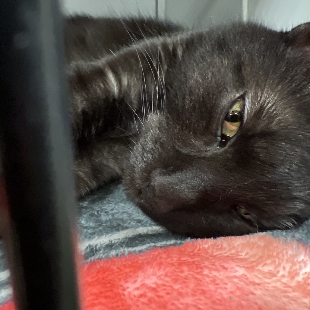 Onyx, an adoptable Domestic Short Hair in Bismarck, ND, 58507 | Photo Image 2