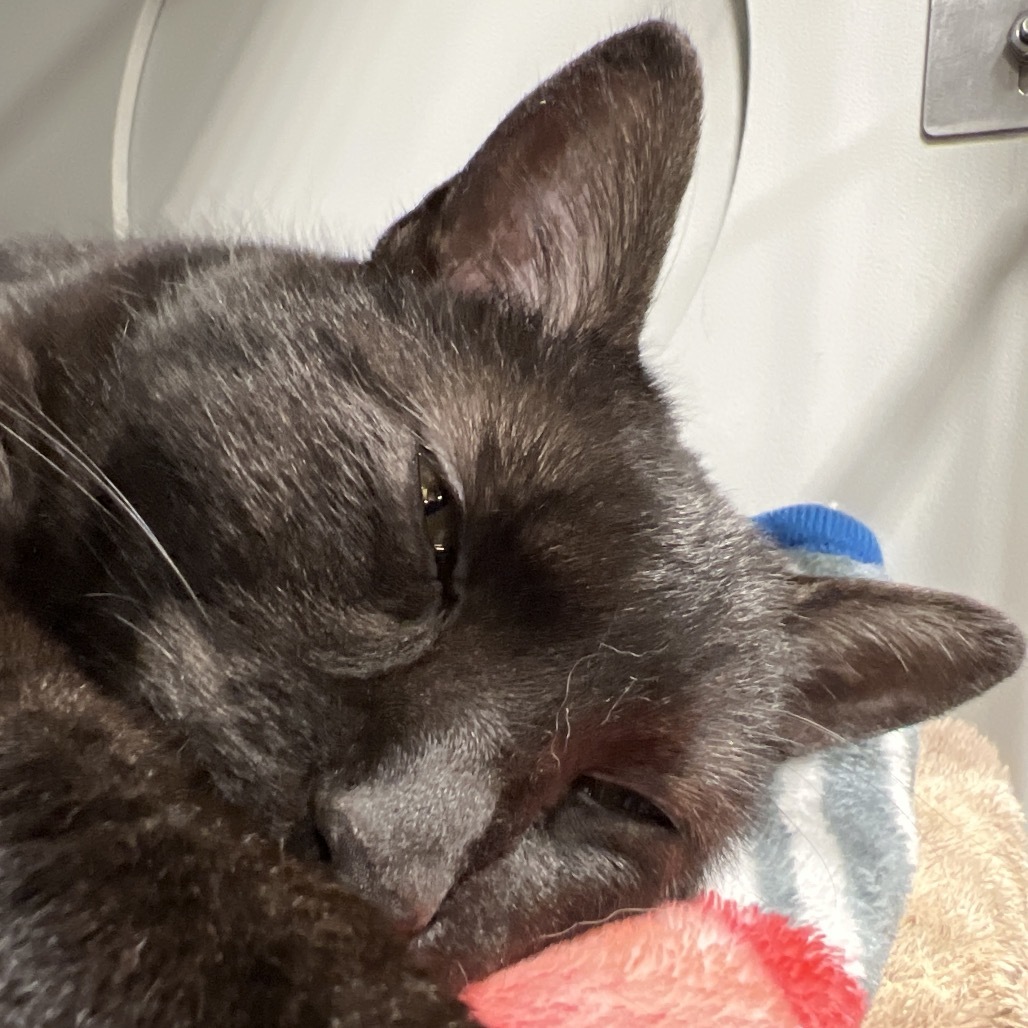 Onyx, an adoptable Domestic Short Hair in Bismarck, ND, 58507 | Photo Image 4