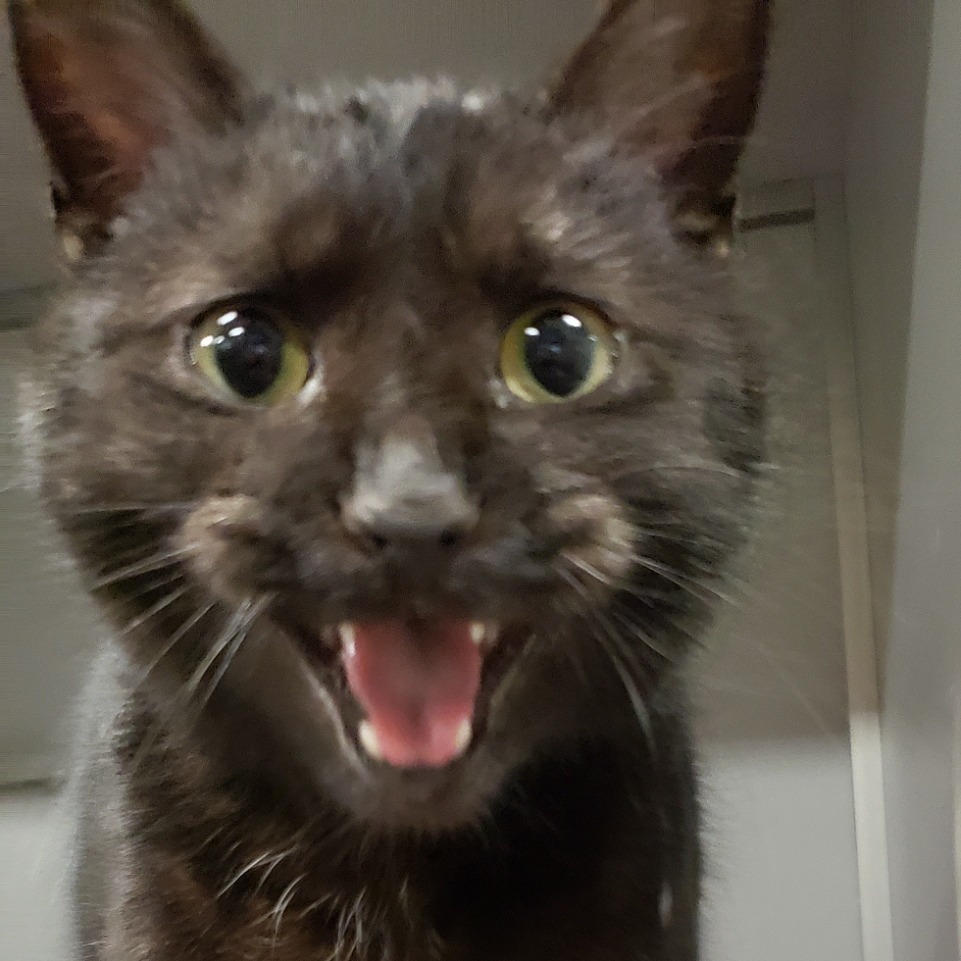 Onyx, an adoptable Domestic Short Hair in Bismarck, ND, 58507 | Photo Image 4