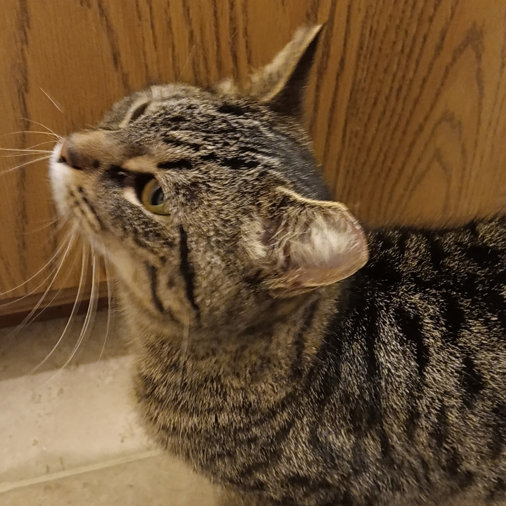 Lala