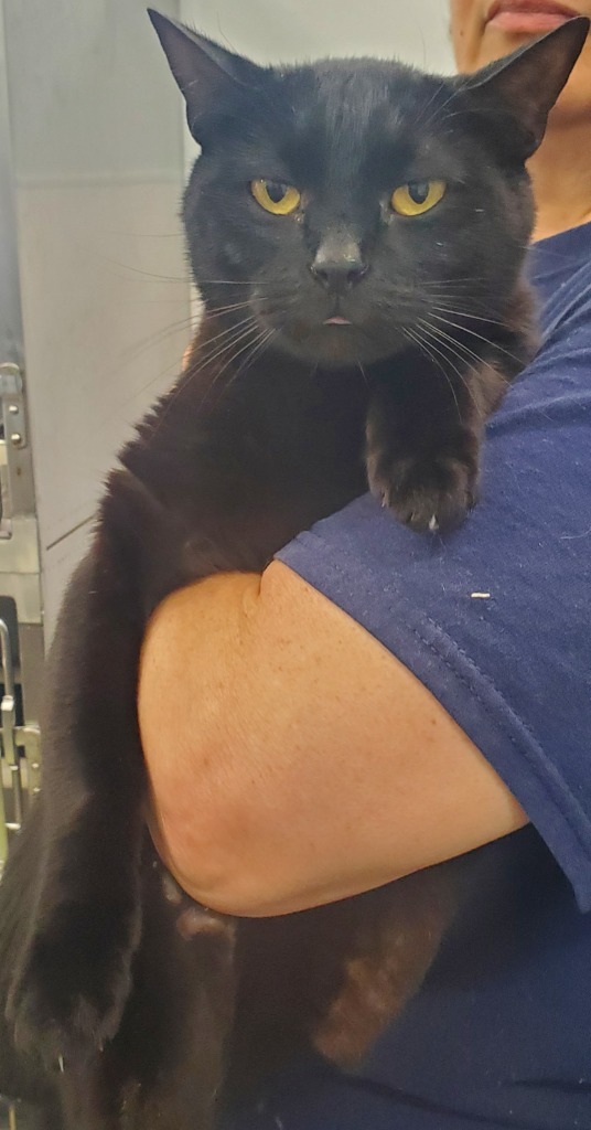 Bagheera