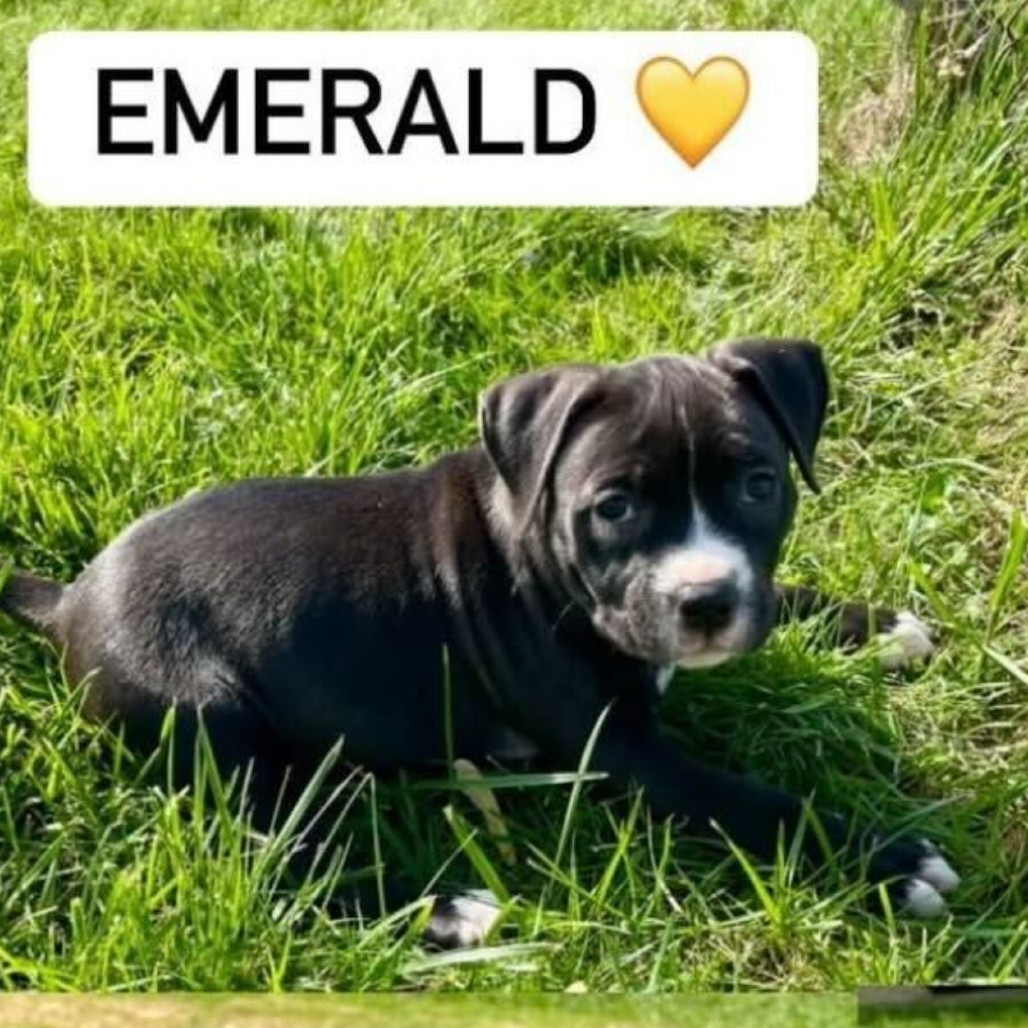 Emerald