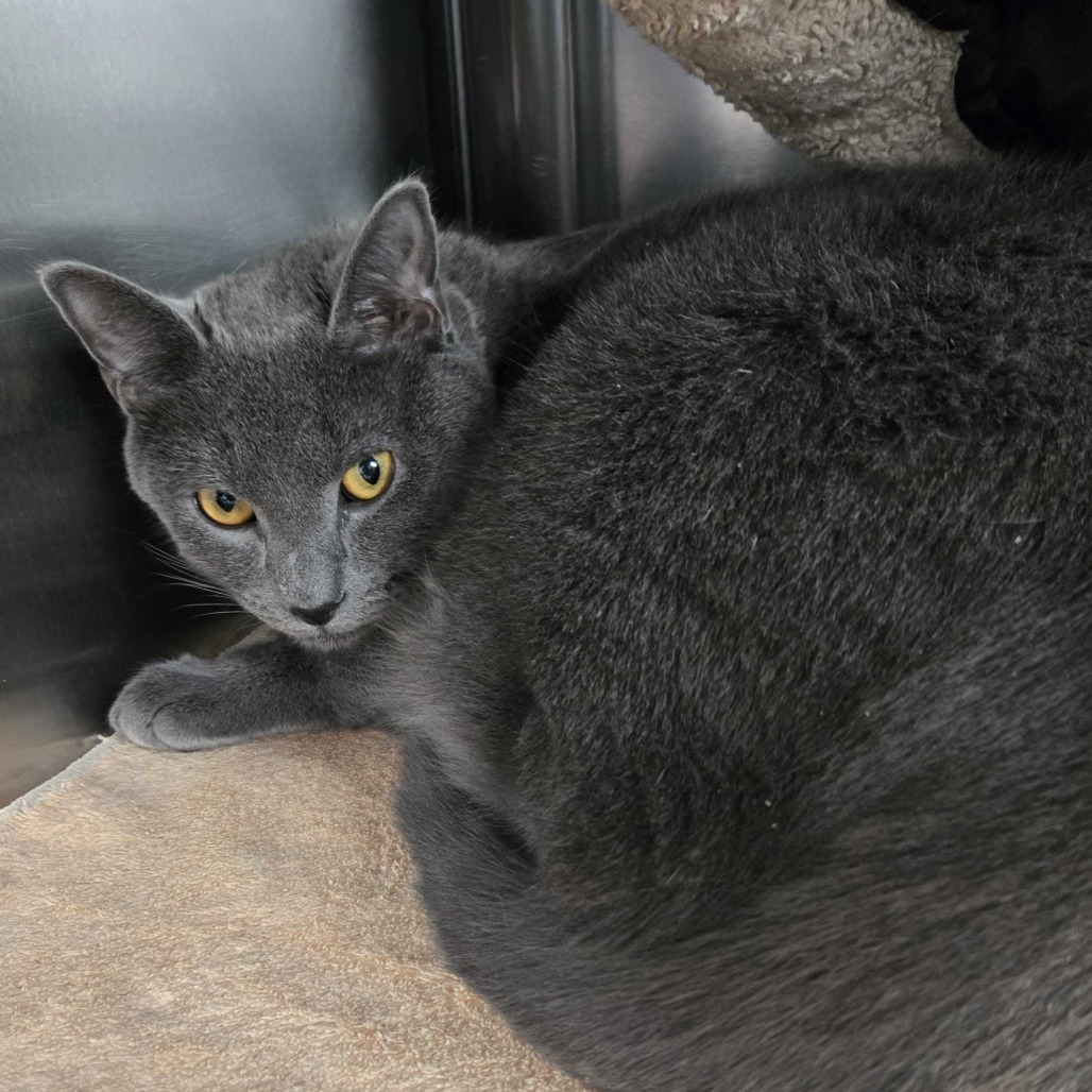 Stormy (fka Orion)