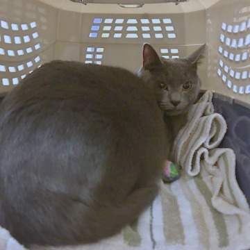 Stormy (fka Orion)