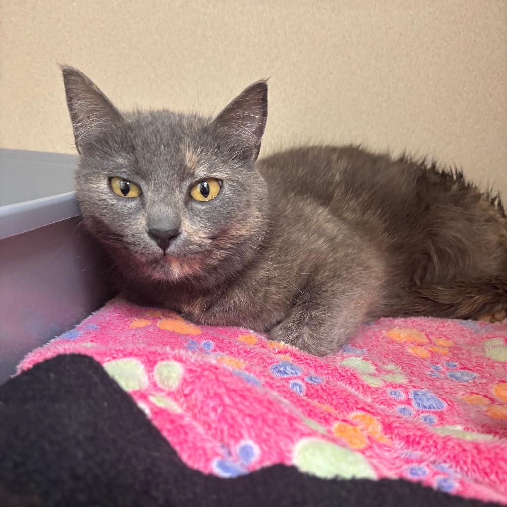 Flower, an adoptable Domestic Short Hair in Great Falls, MT, 59404 | Photo Image 1