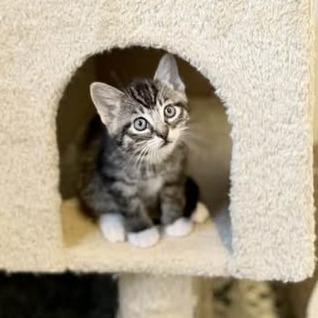 Kitten Sapphire