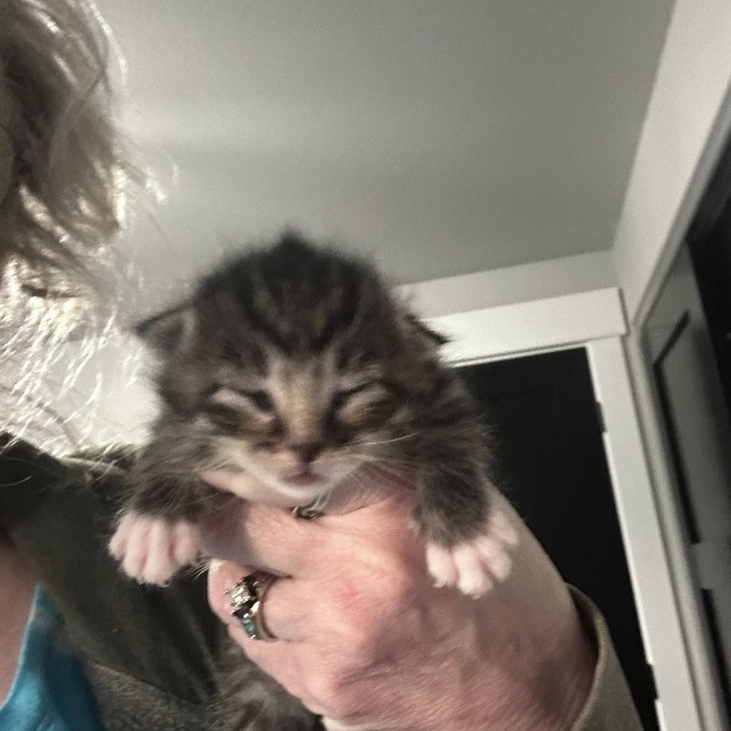 Kitten Sapphire