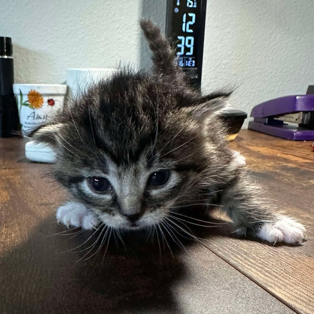Kitten Sapphire