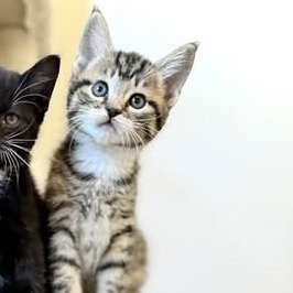 Kitten Jasper