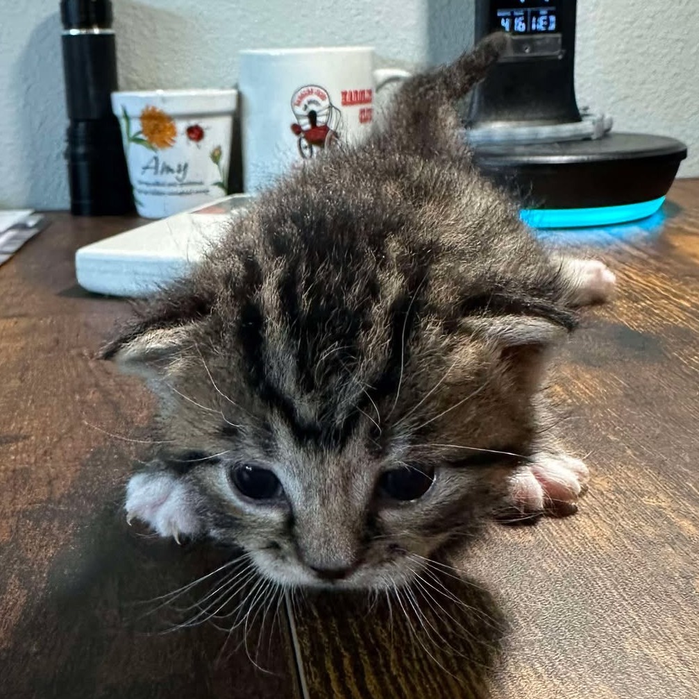 Kitten Jasper