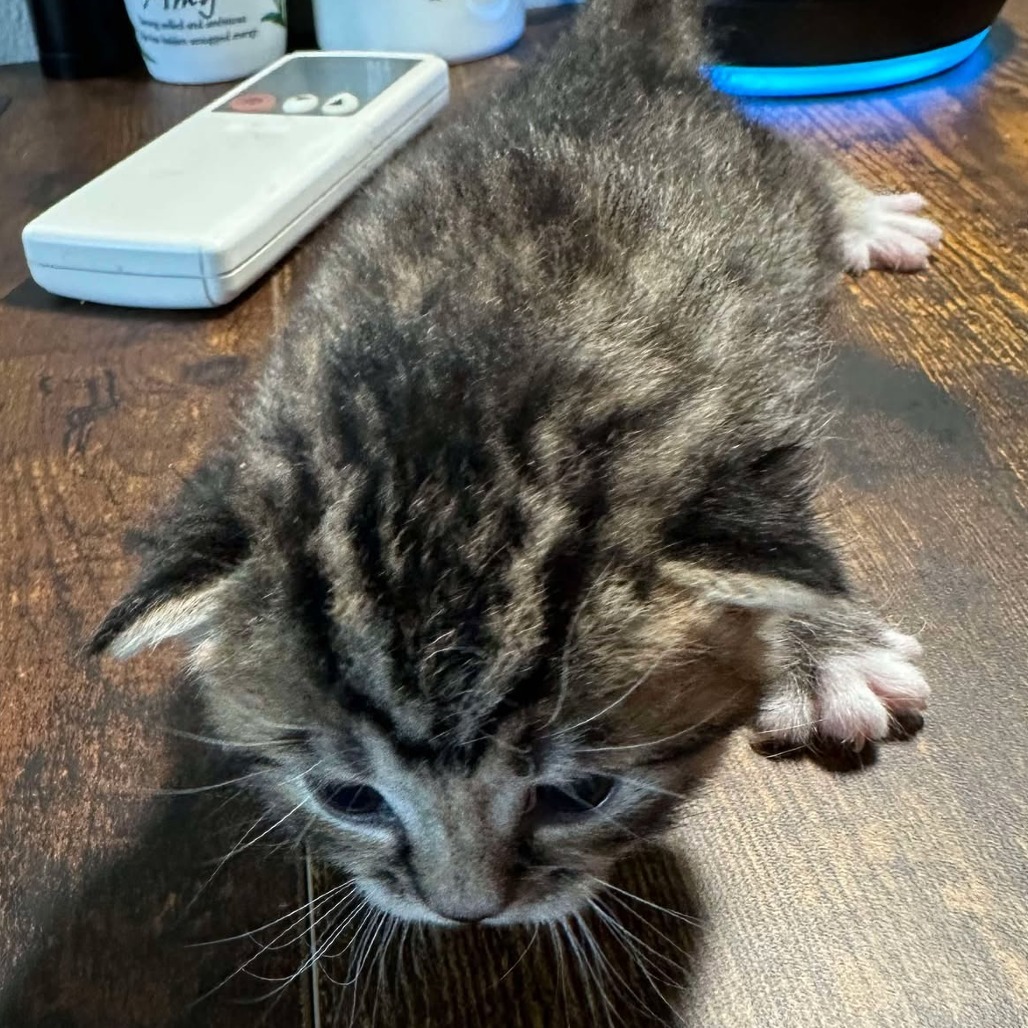 Kitten Jasper
