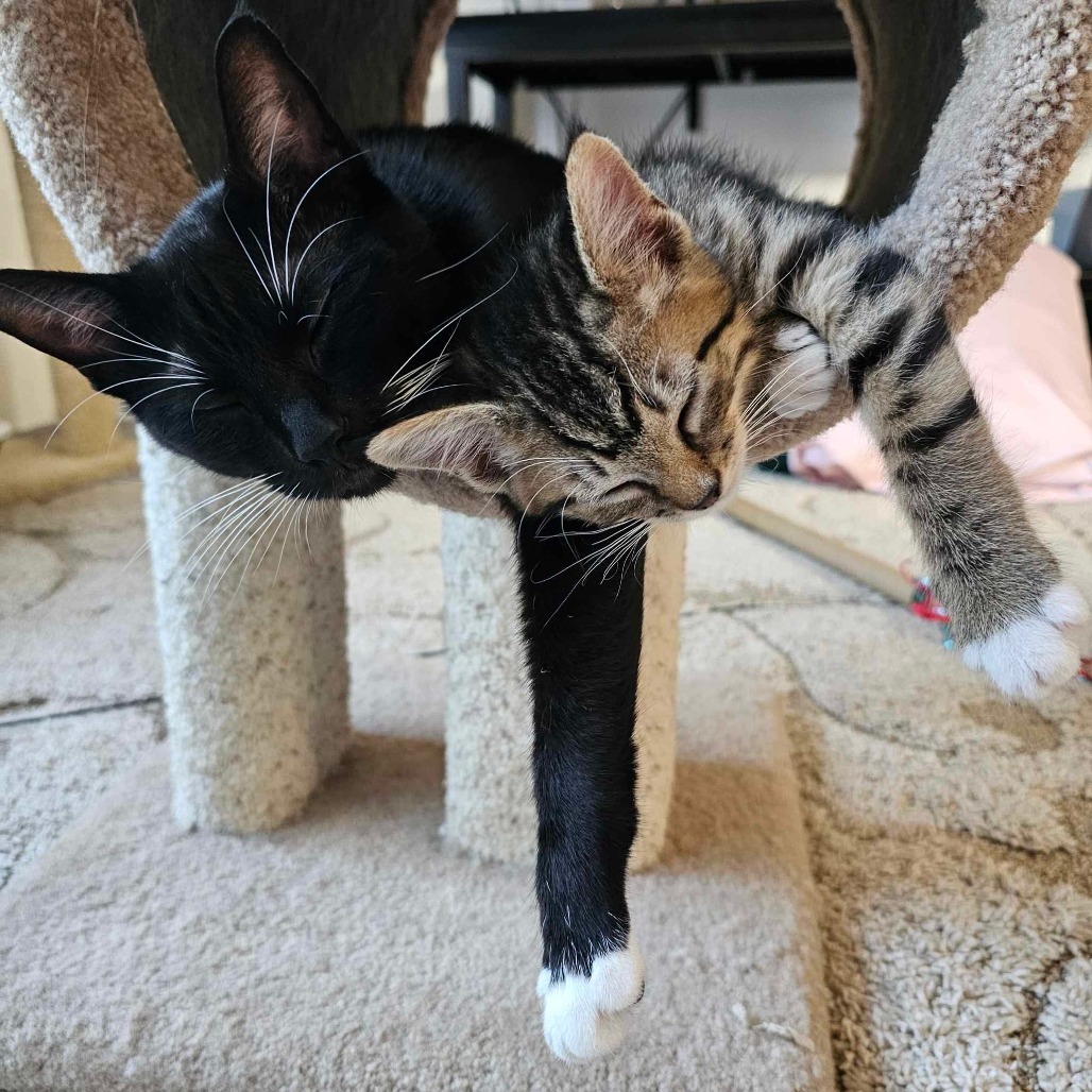 Kitten Jasper