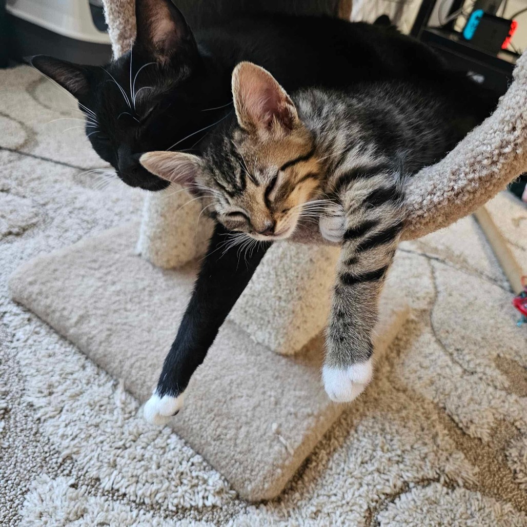 Kitten Jasper