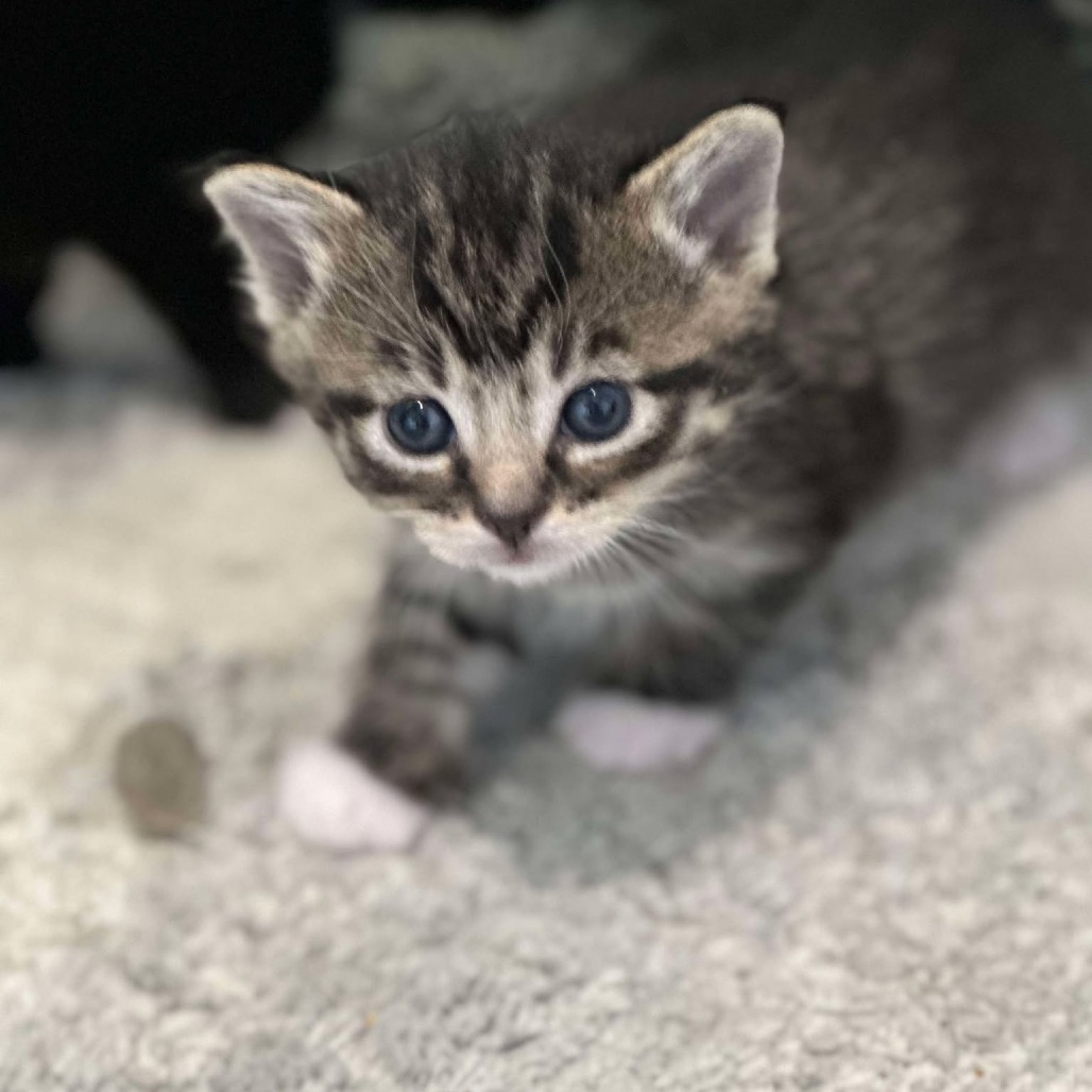 Kitten Jasper