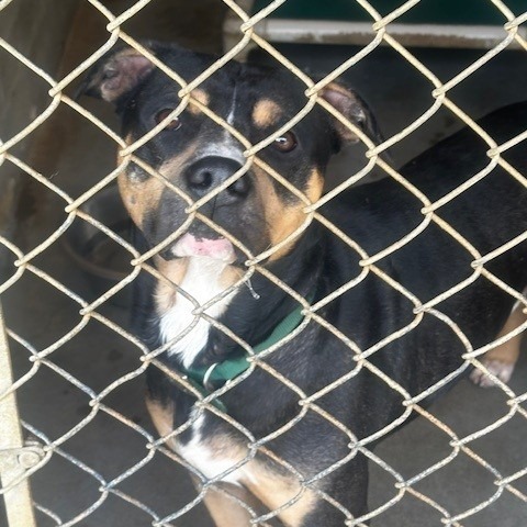 Sage, an adoptable Pit Bull Terrier in Coos Bay, OR, 97420 | Photo Image 1
