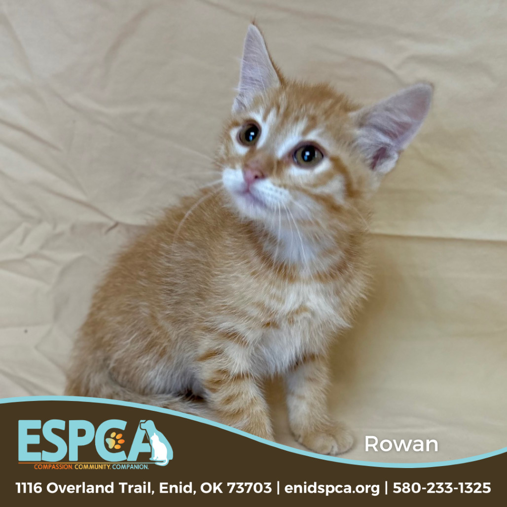 Rowan, an adoptable Domestic Short Hair in Enid, OK, 73703 | Photo Image 1