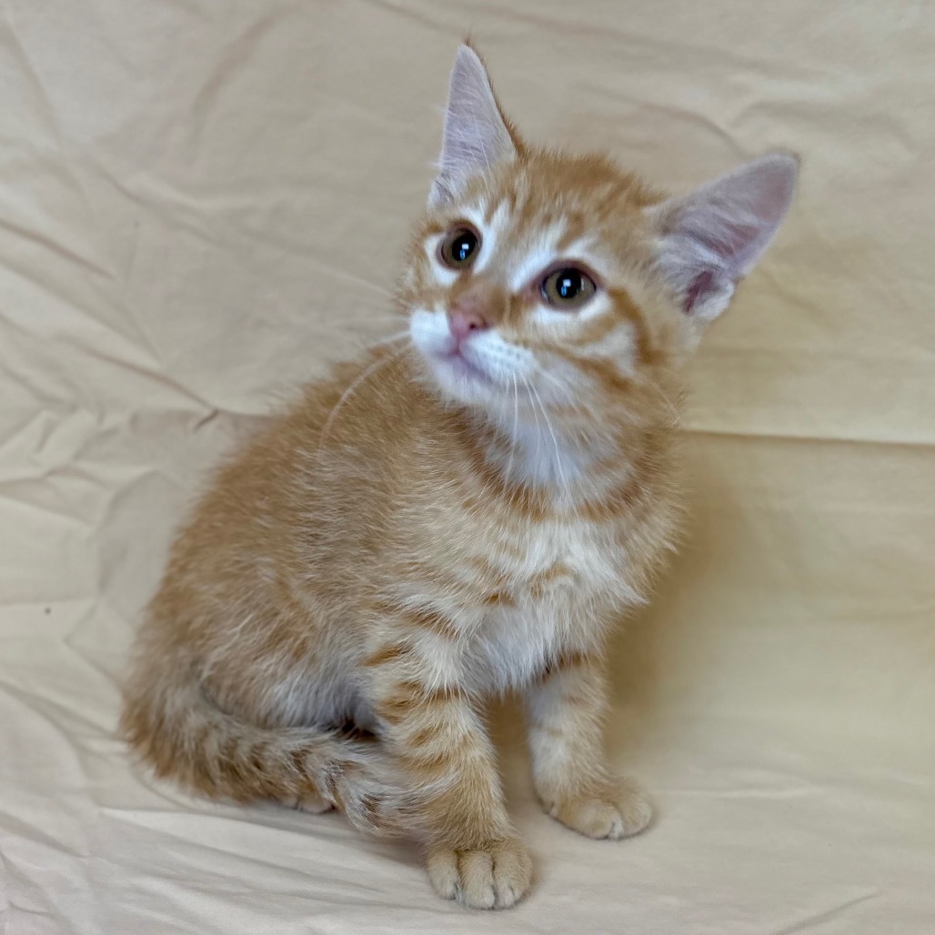 Rowan, an adoptable Domestic Short Hair in Enid, OK, 73703 | Photo Image 2