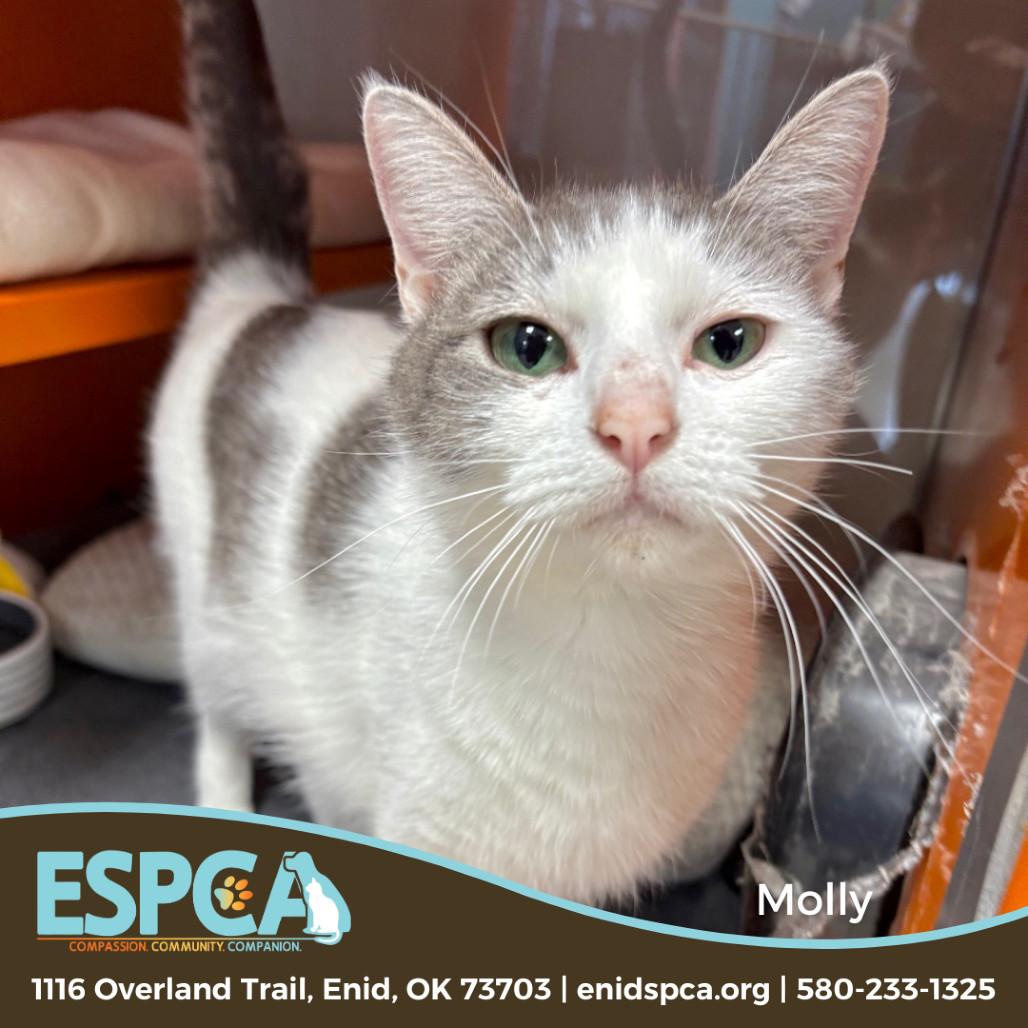 Molly, an adoptable Domestic Short Hair in Enid, OK, 73703 | Photo Image 1
