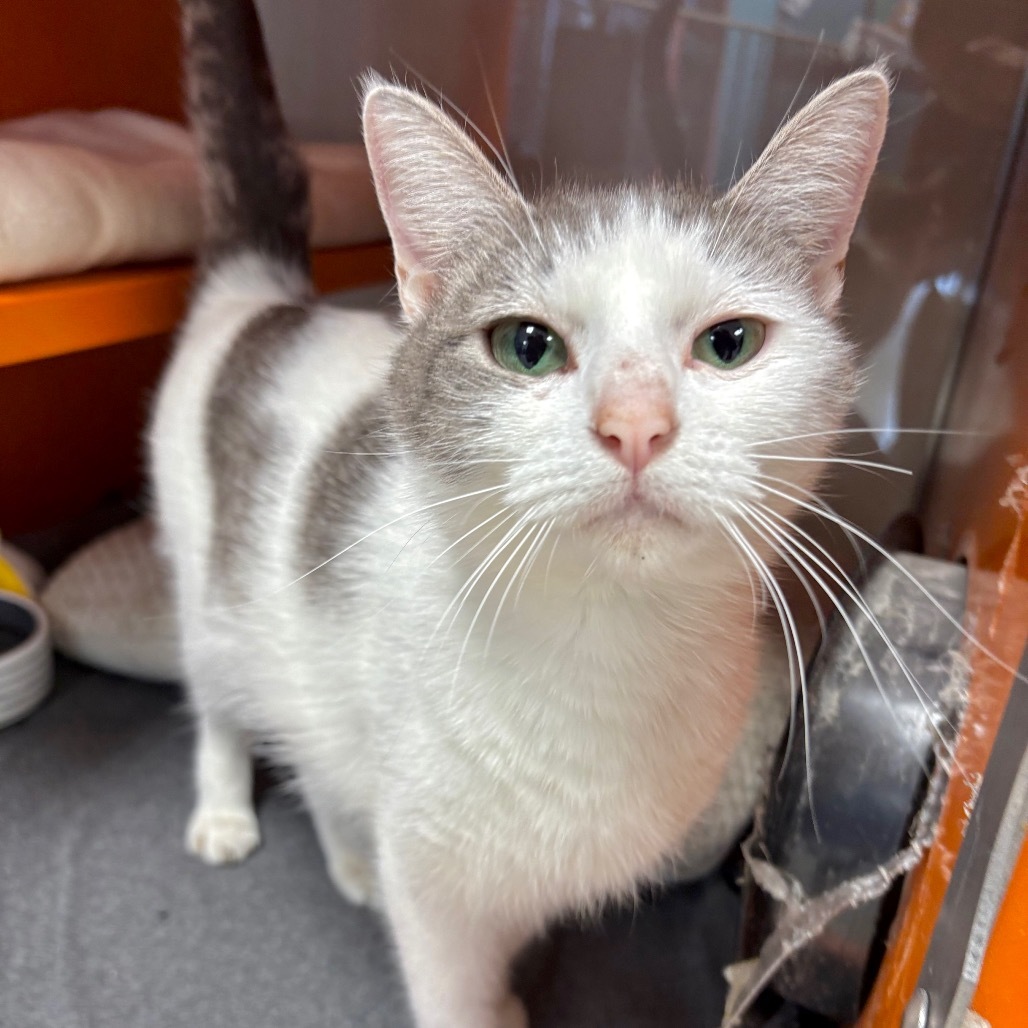 Molly, an adoptable Domestic Short Hair in Enid, OK, 73703 | Photo Image 2