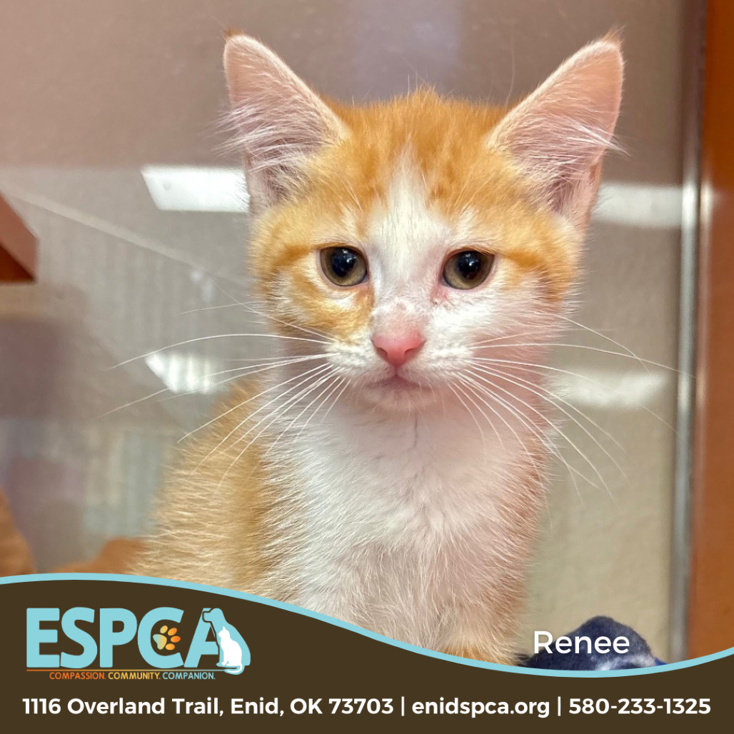 Renee, an adoptable Domestic Short Hair in Enid, OK, 73703 | Photo Image 1