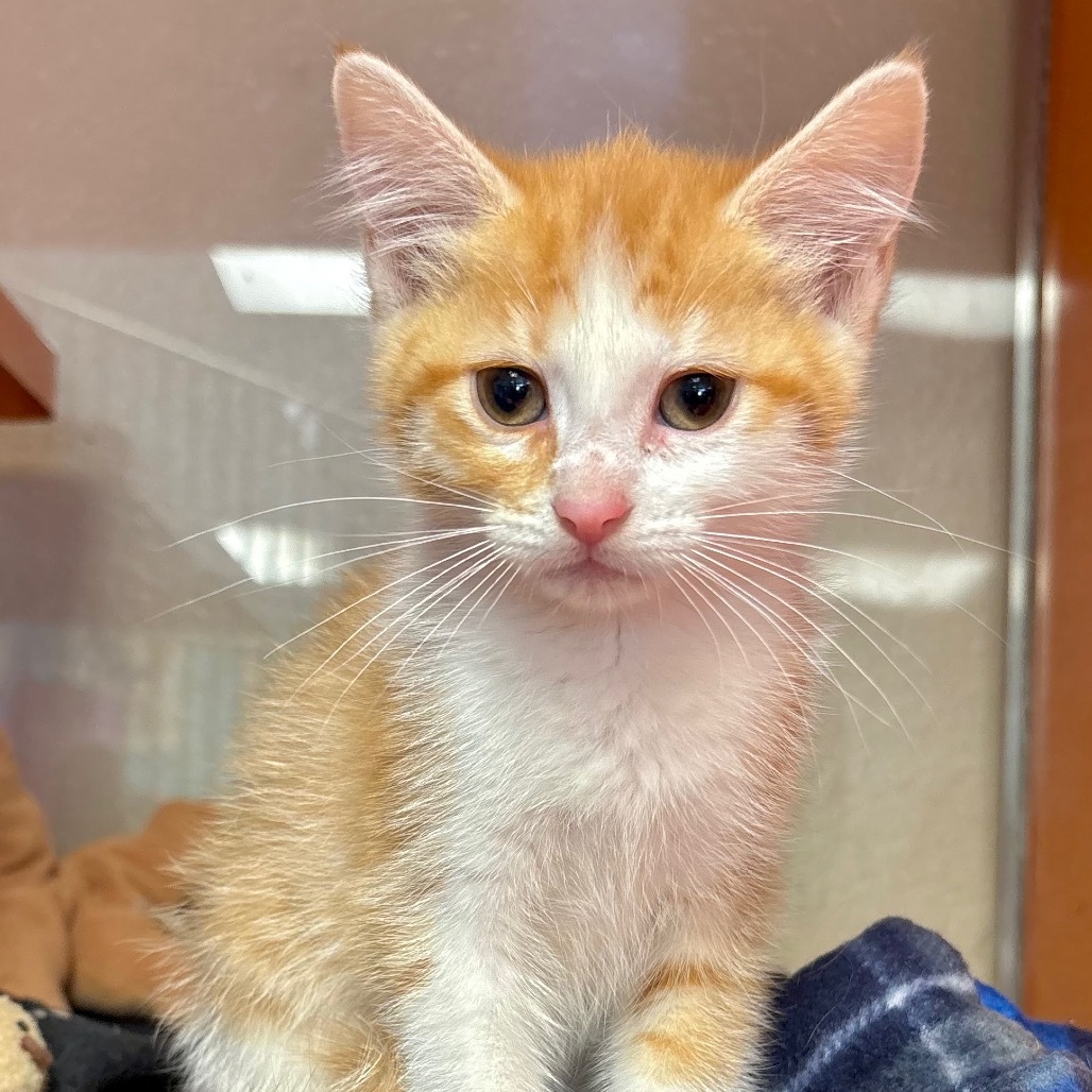 Renee, an adoptable Domestic Short Hair in Enid, OK, 73703 | Photo Image 2