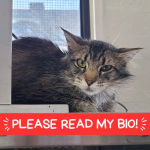 Valkyrie, Adult Female Domestic Long Hair