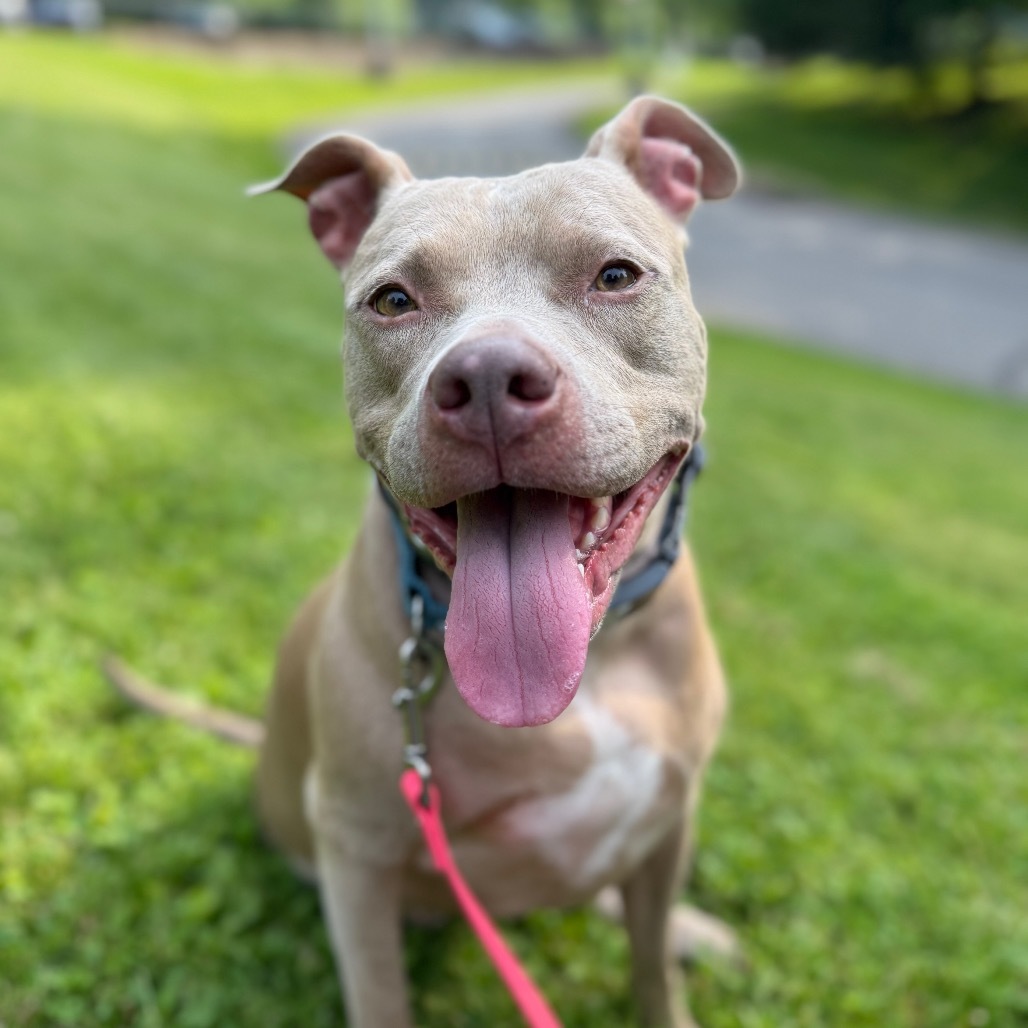 Silva Belle